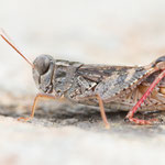 Costas Schönschrecke (Calliptamus barbarus)