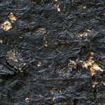 Aradus sp.