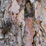 Fichten-Scheibenbock (Callidium coriaceum)