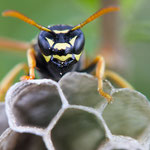 Polistes nimpha (Heide-Feldwespe)