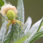 Araniella sp. (Kürbisspinnen)