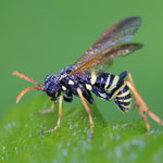 Tenthredo scrophulariae (Braunwurzblattwespe)