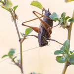 Gebirgs-Beißschrecke (Metrioptera saussuriana)