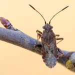 Stictopleurus punctatonervosus (Punktierte Glasflügelwanze)