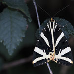Euplagia quadripunctaria (Russischer Bär)