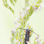 Schafgarben-Böckchen (Phytoecia pustulata)
