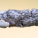 Astkrabbenspinne (Tmarus piger)