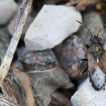 Heterogaster affinis (Ringel-Bodenwanze)