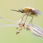 Bombylius canescens (Gelbborstiger Wollschweber)