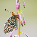 Mittlerer Perlmuttfalter (Fabriciana niobe)