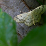 Idaea biselata (Breitgesäumter Zwergspanner)