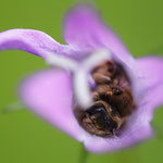 Andrena cf. pandellei (Grauschuppige Sandbiene)