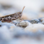 Braune Strandschrecke (Aiolopus strepens)