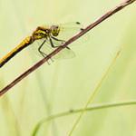 Sympetrum danae (Schwarze Heidelibelle)