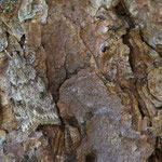 Scoparia ambigualis