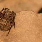 Larinioides patagiatus (Heckenkreuzspinne)