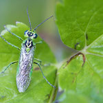 Rhogogaster chlorosoma