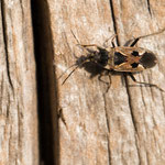 Rhyparochromus vulgaris (Gemeine Bodenwanze)