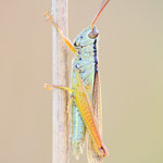 Lauchschrecke (Mecostethus parapleurus)