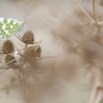 Westlicher Resedaweißling (Pontia daplidice)