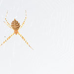 Seidenglänzende Radspinne (Argiope lobata)