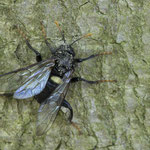 Cimbex sp.