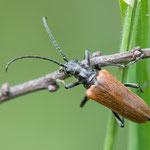 Stenocorus quercus