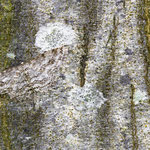 Ectropis crepuscularia (Zackenbindiger Rindenspanner)