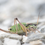 Anonconotus occidentalis