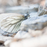 Bergweißling (Pieris bryoniae)