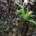Diaea dorsata (Grüne Krabbenspinne)