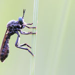 Dioctria atricapilla (Schwarze Habichtsfliege)