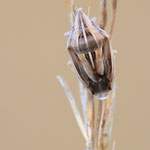 Aelia rostrata