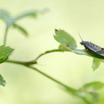 Syndemis musculana