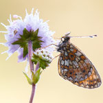 Braunfleckiger Perlmuttfalter (Boloria selene)