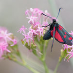 Zygaena lonicerae (Großes Fünffleck-Widderchen)