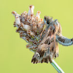 Malven-Dickkopffalter (Carcharodus alceae)