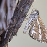 Bupalus piniaria (Kiefernspanner)