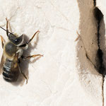 Platterbsen-Mörtelbiene (Megachile ericetorum)