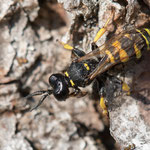 Crabro cribrarius (Schildbeinige Silbermundwespe)