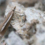 Catoptria radiella