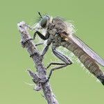 Dysmachus sp.