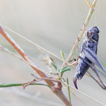 Kleine Beißschrecke (Tessellana veyseli)