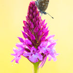 Hauhechel-Bläuling (Polyommatus icarus)