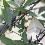 Aspitates gilvaria (Einstreifiger Trockenrasenspanner)