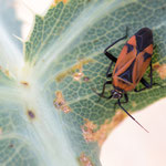 Brachycoleus triangularis