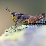 Pyrenäen-Keulenschrecke (Gomphoceridius brevipenne)