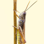 Feldgrashüpfer (Chorthippus apricarius)