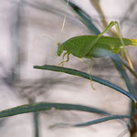 Vierpunktige Sichelschrecke (Phaneroptera nana)