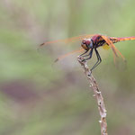 Trithemis annulata (Violetter Sonnenzeiger)